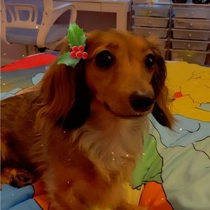 Meet your Posher, Carrie